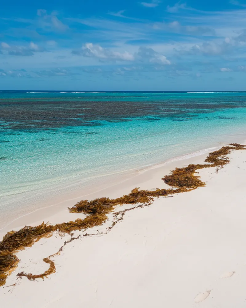 Calendrier saisonnier des sargasses : Guide complet pour planifier votre séjour aux Antilles